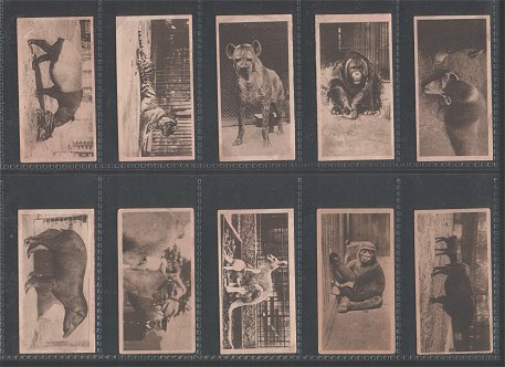 Zoological Studies 1928 very good condition but just a few cigarette cards have slight stains on back side Some of the animals feature are Orang-utan, Tigers, Gorilla, Kangaroo, Camel, Brazilian tapir ,chimpanzee, Elephant, Leopard,  Puma, Rhinoceros, Hippopotamus, Lion, Jaguar, .Bear, and etc.