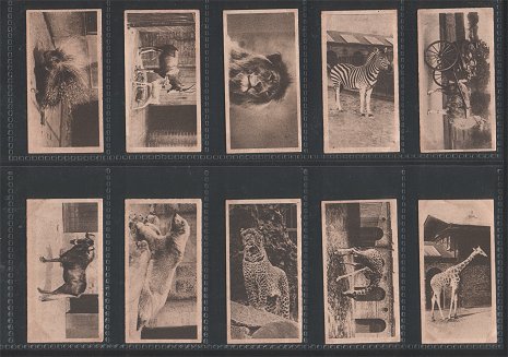 oological Studies 1928 very good condition but just a few cigarette cards have slight stains on back side Some of the animals feature are Orang-utan, Tigers, Gorilla, Kangaroo, Camel, Brazilian tapir ,chimpanzee, Elephant, Leopard,  Puma, Rhinoceros, Hippopotamus, Lion, Jaguar, .Bear, and etc.