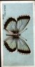 The full set of cigarette cards include : 1 Red Admiral 2 White Admiral 3 Scotch Argus 4 Adonis Blue 5 Chalk-Hill Blue 6 Common Blue 7 Holly Blue 8 Large Blue 9 Mazarine Blue 10 Silver-Studded Blue 11 Small Blue 12 Brimstone 13 Black-Veined Brown 14 Hedge Brown 15 Meadow Brown 16 Camberwell Beauty 17 Comma 18 Large Copper 19 Small Copper 20 Dark Green Fritillary 21 Glanville Fritillary 22 Heath Fritillary 23 High Brown Fritillary 24 Marsh Fritillary 25 Pearl-Bordered Fritillary 26 Queen of Spain Fritillary 27 Silver Washed Fritillary 28 Small Pearl-Bordered 29 Grayling 30 Brown Hairstreak 31 Purple Hairstreak 32 Orange Tip 33 Painted Lady 34 Peacock 35 Ringlet 36 Purple Emperor 37 Speckled Wood 38 Swallow-Tail 39 Large Tortoiseshell 40 Small Tortoiseshell 41 Wall 42 Bath White 43 Black-Veined White 44 Green-Veined White 45 Large White 46 Marbled White 47 Small White 48 Wood White 49 Clouded Yellow 50 Pale Clouded Yellow