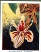 Images will open in a new window to return to cigartte cards catalogue close window