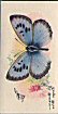 cigarette cards in the set are: The Adonis Blue - Polyommatus bellargus thetis, The Large Blue - Nomiades arion, The Brimstone - Gonepteryx rhamni, The Black-veined Brown - Anosia plexippus, The Camberwell Beauty - Vanessa antiopa, The Clouded Yellow Colias croceus, The Comma - Polygonia c-album, The Small Copper - Heodes phlaeas, , The Marsh Fritillary - Melitaea aurinea, The Silver Washed Fritillary - Argynnis paphia, The Marbled White - Melanargia galatea, The Orange Tip - Euchloe cardamines, The Painted Lady - Pyrameis cardui, , The Peacock - Vanessa io, The Purple Emperor - Apatura iris, The Purple Hair-streak - Thecla quercus, The Red Admiral - Vanessa atalanta, The Swallowtail - Papilio machaon, The Small Tortoise Shell - Vanessa urticae, The Wall - Pararge megaera, Foreign Butterflies: Kallima jacksoni - Central Africa, Precis octavia - Central Africa, Mylothris agathina - South and East Africa, Charaxes smaragdalis - West Africa, Cymothoe sangaris - West Africa, Epiphile grandis - Central America, The Click Butterfly - Ageronia arete - Central and South America, Chlorippe lavinia - South America, Heliconius narcaea - South America, Historis orion - Central and South America, Metamandana dido - Central and South America, Papilio childrenae - Central and South America, Smyrna karwinskii - Central and South America, Agrias hewitsonius - South America, Anaea panariste - South America, Callithea davisii hewitsoni - South America, Catagramma pitheas - South America, Heliconius erato phyllis - South America, Lyropteryx lyra - South America, Morpho alexandrovna - South America, The Sun Butterfly - Morpho hecuba - South America, Prepona praeneste - South America, Sasakia charonda - China and Japan, Appias nero - South and South-East Asia, The Sulphur Butterfly - Dercas gobrias - Borneo and Sumatra, The Kaisar-I-Hind - Teinoplapus imperialis - East Himalayas and c., Troides Brookiana - Borneo and c., Zeuxidia amethystus - East Indies, The Centaur Oakblue - Amblypodia centaurus - Indian Empire & Troides Priamus urvillianus - Soloman Islands and c.