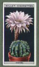 The cigarette cards in the set are : 1 Achimenes, 2 Agapanthus or African Lily,  3 Variegated Aloe, 4 Arum Lily or Richardia, 5 Alpine Auricula,  6 Indian Azalea, 7 Camellia-Flowered Balsam, 8 Double Tuberous-Rooted Begonia, 9 Winter-Flowering Begoni,  10 Hedgehog Cactus, 11 Herbaceous Calceolaria,  12 Chimney Campanula, 13   Perpetual-Flowering Carnation,  14 Celosia,  15 Celsia,  16 Dwarf Chrysanthemum,  17 Star Cineraria,  18  Clivia, 19  Cyclamen, 20  Cytisus or Genista, 21  Daffodil, 22  Erica, 23  Freesia, 24  Fuchsia, 25   Gloxinia, 26  Heliotrope or Cherry Pie, 27  Hippeastrum or Amaryllis, 28   Hyacinth,  29  Hydrangea,  30 Lachenalia or Cape Cowslip, 31 Lilium, 32   Marguerite, 33  Poet's Narcissus, 34 Nemesia, 35 Nerine, 36 Orang, 37   Orchid, 38 Ornithogallum, 39 Zonal Pelargonium or Geranium, 40 Primula, 41   Rose (Baby Dorothy), 42 Salvia, 43 Schizanthus or Butterfly Flower, 44   Solanum, 45  Spiraea, 46 Statice or Sea Lavender, 47 Streptocarpus or Cape Primrose, 48 Trachelium or Blue Throat-Wort, 49 Tulip, 50 Vallota or Scarborough Lily