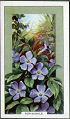 The cigarette cards in the set are: Dog Rose,Bell Heather,Tufted Vetch,Poppy,Bluebell,Ragwort,Dog Violet,Meadowsweet,Rest Harrow,Primrose,Purple Clover,Germander Speedwell,Lesser Celandine,Forget Me Not,Scarlet Pimpernel,Honeysuckle,Teasel,Wild Strawberry,Ox Eye Daisy,Lords and Ladies,Self, Heal,Bramble,Bittersweet,Cowslip,May Blossom,Lady's Smock,Cornflower,Furze,Foxglove,Biting Stonecrop,Purple Loosestrife,Agrimony,Lesser Periwinkle,Harebell,Milkwort,Wild Thyme,Thrift,Rose Bay,Red Campion,Bee Orchis,Hedge Parsley,Traveller's Joy,Lady's, Bedstraw,Yellow Water Lily,King Cup,Yellow Iris,Wood Anemone,Water Crowfoot,, 