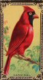 The cigarette cards in the set are: 1 Toucans 2 Kingfishers   3 The Bluebird  4 The Blue Jay 5 The Blue Grosbeak  6 The Woodpecker 7 Pheasants 8 The Cardinal  The Scarlet Tanager 10 The Baltimore Oriole   Ruffed Grouse 12 The Wild Turkey 13 The Woodcock 14 Canada Goose  15 The Vermillion Flycatcher 16 The Quail 17 Grouse  18 The Wood Duck  19 The Mallard 20 The Teal   The Cock of the Rock 22 The Roller  23 The Mot Mots 24 The Warblers  25 The Praire Warbler 26 The Elegant Pitta 27 Bird of Paradise  28 The Goldfinch 29 Cerulean Warbler 