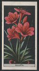 The cigarette cards in the set are: 1 Achimenes 2 Agapanthus or African Lily 3 Variegated Aloe 4 Arum Lily or Richardia 5 Alpine Auricula 6 Indian Azalea