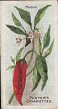  Images will open in a new window to return to cigartte cards catalogue close window 