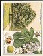 The cigarette cards in the set are : Lime, Linden, Holly, Spindle Tree, Common or Field Maple, Sycamore, Horse Chesnut, Wild Cherry or Gean, Common or Cherry Laurel, Hawthorn, Wild or Crab Apple, Moutain Ash or Rowan, White Beam, Wild Service Tree, Elder, Wayfaring Tree, Strawberry Tree or Arbutus, Ash, Box, Common Elm, Birch, Alder, Hazel, Hornbeam, Oak, Sweet Chesnut, Beech, Walnut, Plane, White Poplar or Abele, Aspen, Lombardy Poplar, Crack Willow or Withy, White Willow, Goat Willow or Sallow, Juniper, Scots Pine or Scots Fir, Larch, Spruce, Douglas Fir, and Yew.