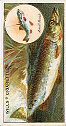 the cigarette cards in the set are: The Pike, The Barbel, The Sea Trout, The Minnow, The Gudgeon, The Salmon, The Chub, The Roach, The Perch, The Common Bream, The Carp, The Brown Trout, The Wrasse, The Grayling, The Bull Trout, The Silver Bream, The Burbot, The Skate, The Tench, The Eel, The Dace, The Rainbow Trout, The Bleak, The Char, The Shad, The Hake, The Ruffe, The Conger Eel, The Smelt, The Rudd, The Flounder, The Plaice, The Ling, The Grey Mullet, The Bass, The Cod, The John Dory, The Halibut, The Pouting, The Turbot, The Pollack, The haddock, The Gurnard, The Whiting, The Coalfish, The Dab, The Sole, The Sea Bream, The Mackerel, The Scad